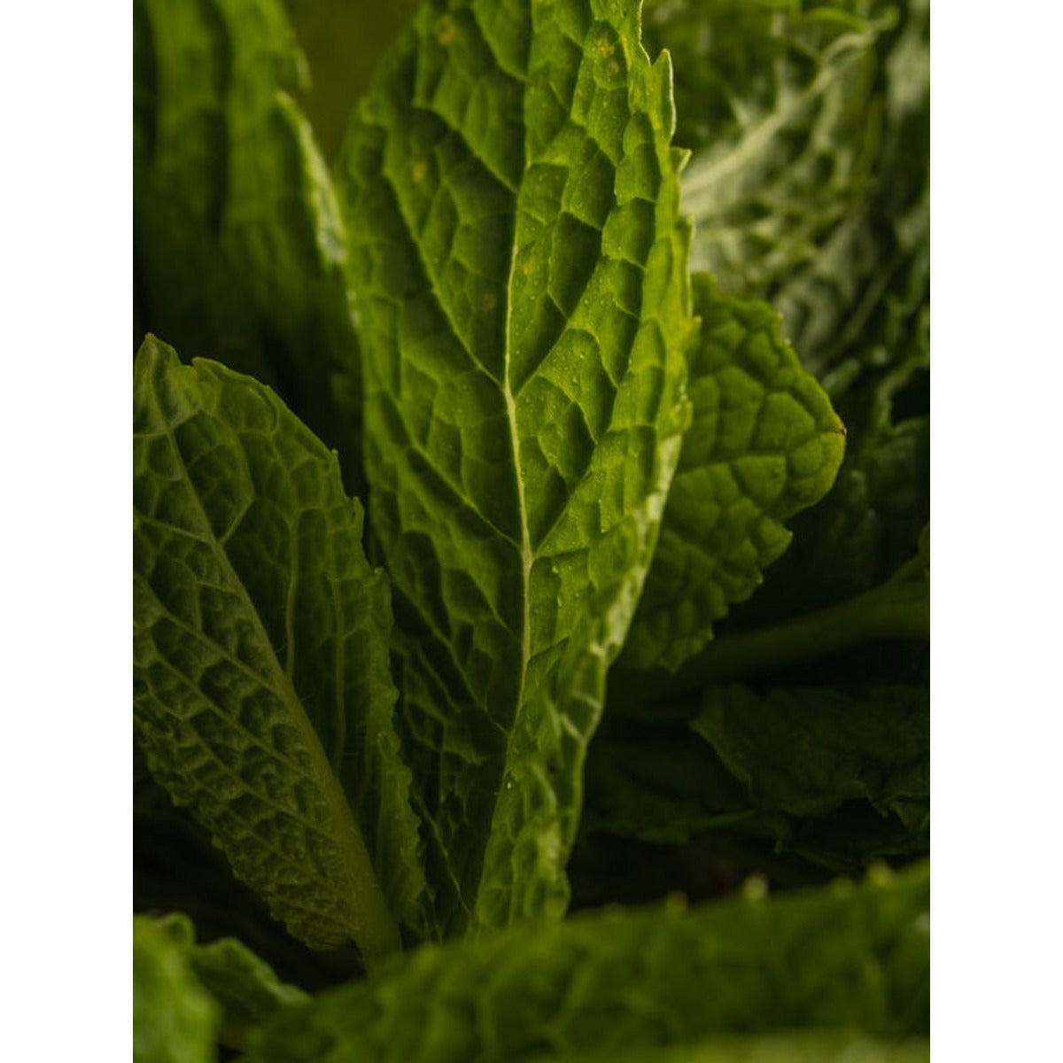 Green Tea Citrus - Smart Vial (Pura)