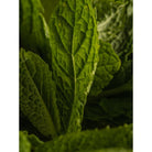 Green Tea Citrus - Smart Vial (Pura)